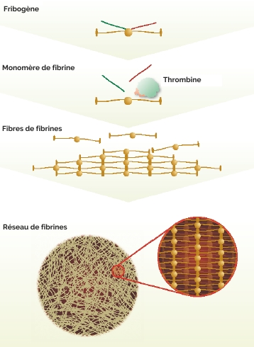 OM Signature - Mécanisme Thrombine - PRP -  Clinique Esthétique Médicale Rive-Sud